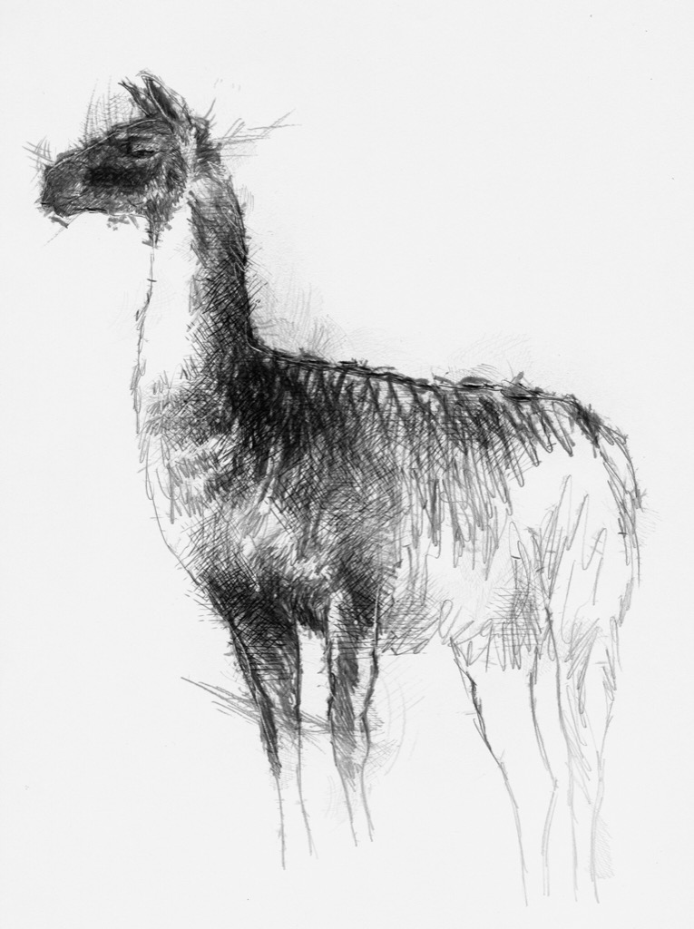 Guanaco | SeanBriggs