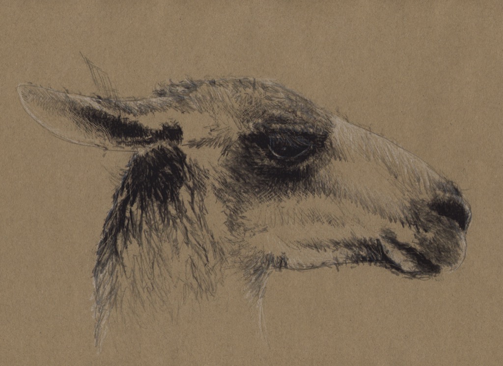 Guanaco | SeanBriggs