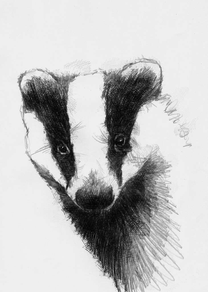 British badger | SeanBriggs