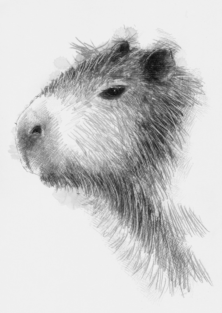 Capybara | SeanBriggs