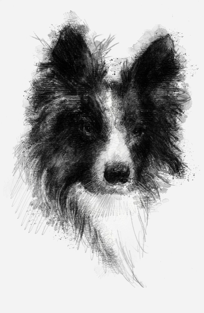 Border collie | SeanBriggs