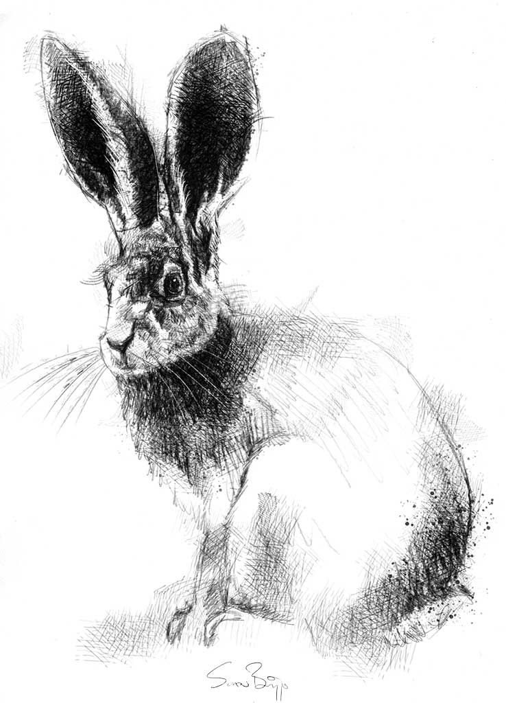 Jack rabbit sketch SeanBriggs