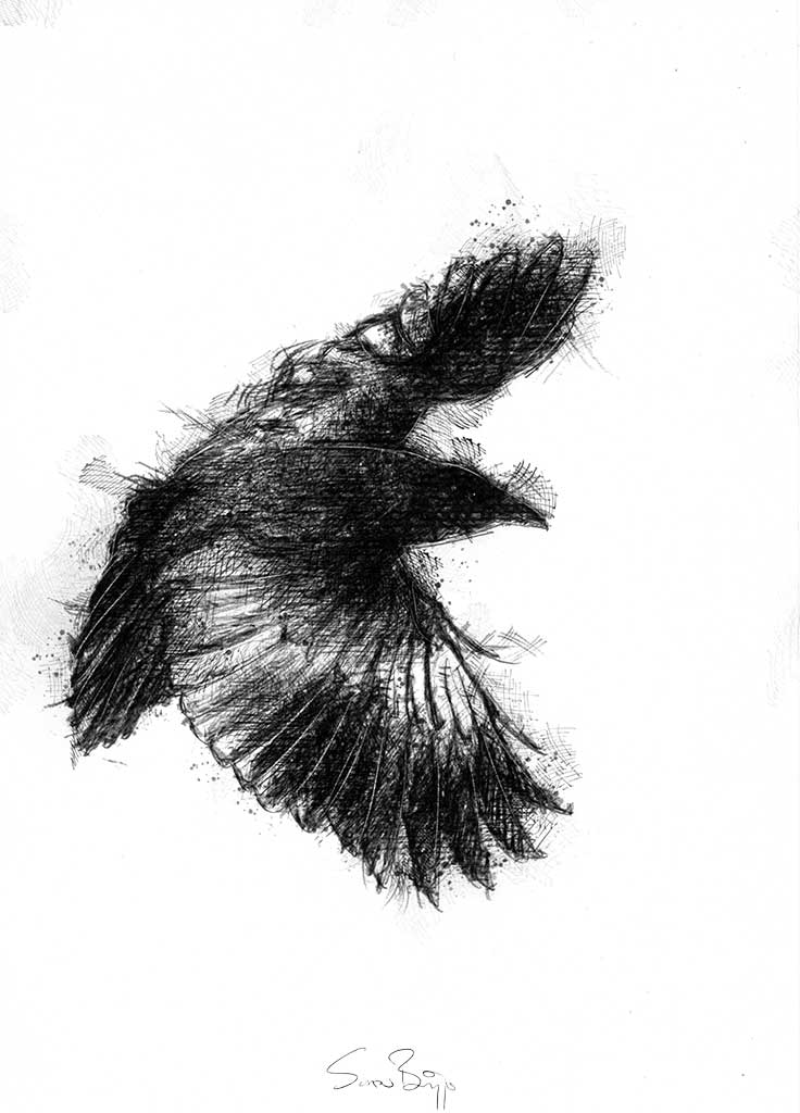 flying crow drawing
