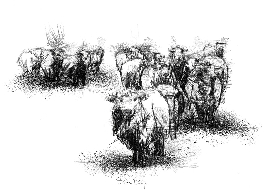 herd of sheep drawing