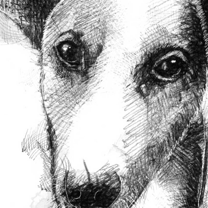 Podenco Sketch SeanBriggs