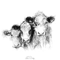 Three cows