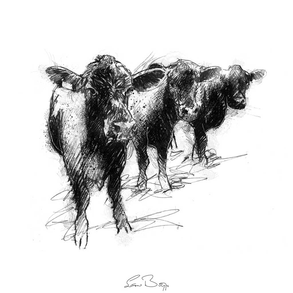 Three cows waiting