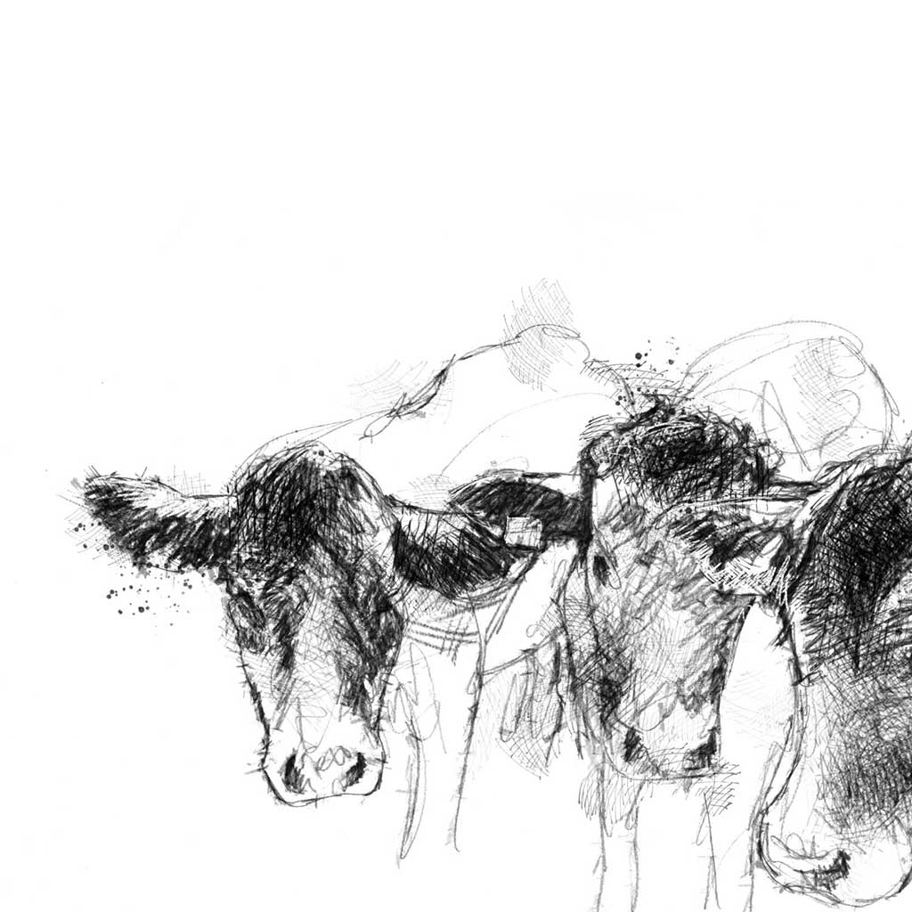 Another 3 cows