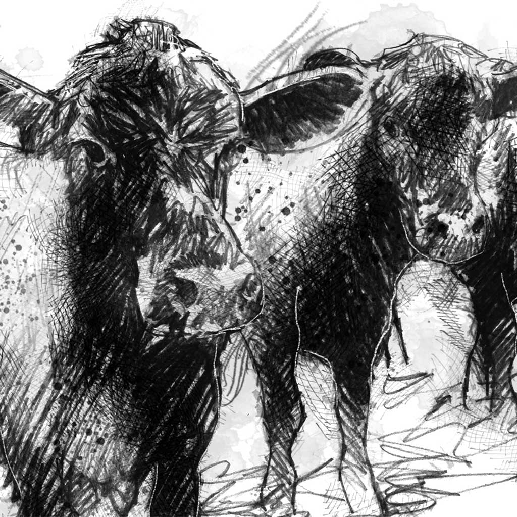 Three cows waiting