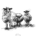Three sheep