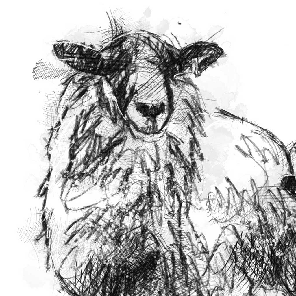Three sheep