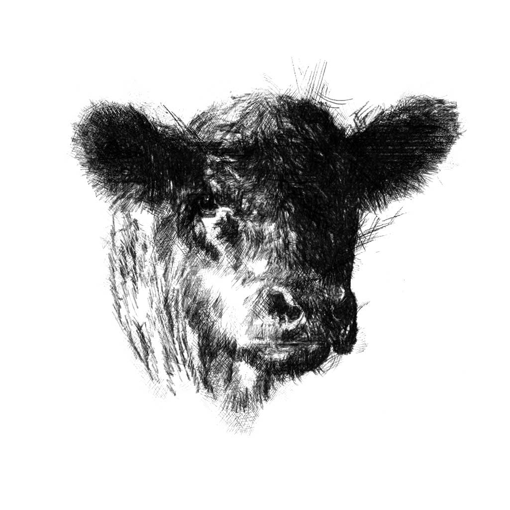 Aberdeen Angus calf