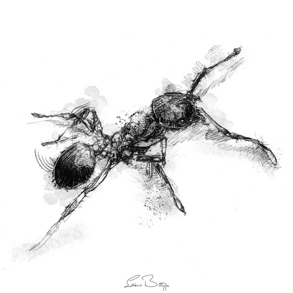 Red ant