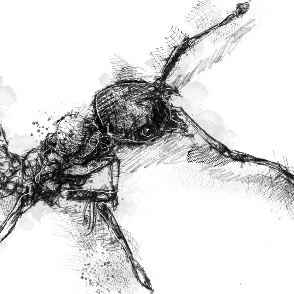 Red ant