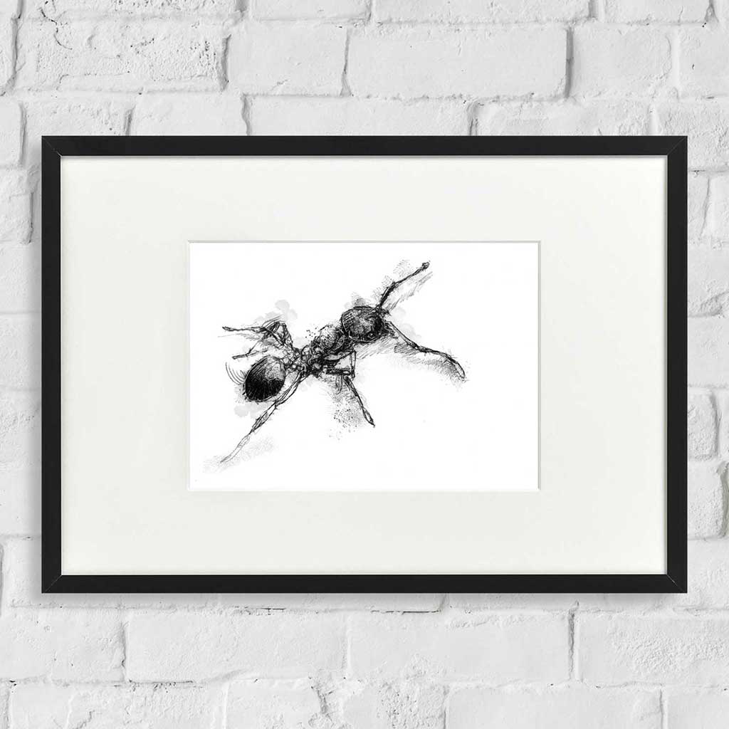 Red ant