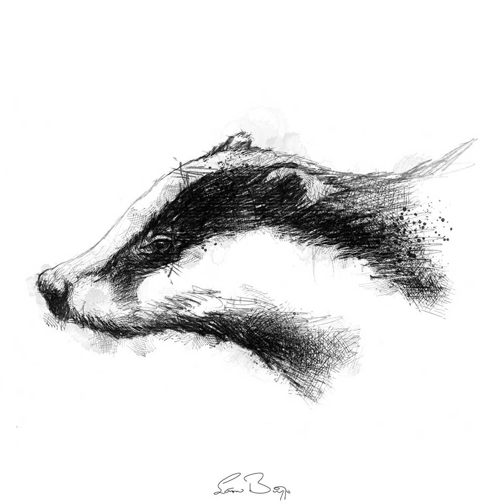 European badger