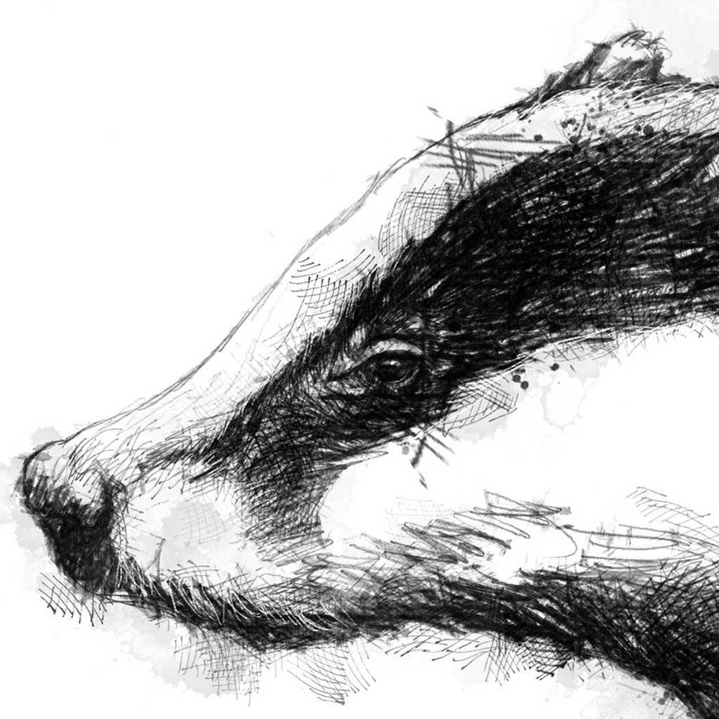European badger