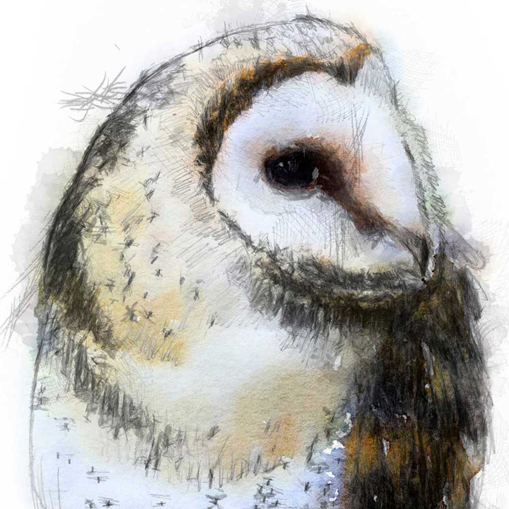 Barn owl