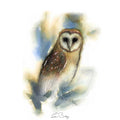 Barn owl