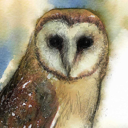 Barn owl
