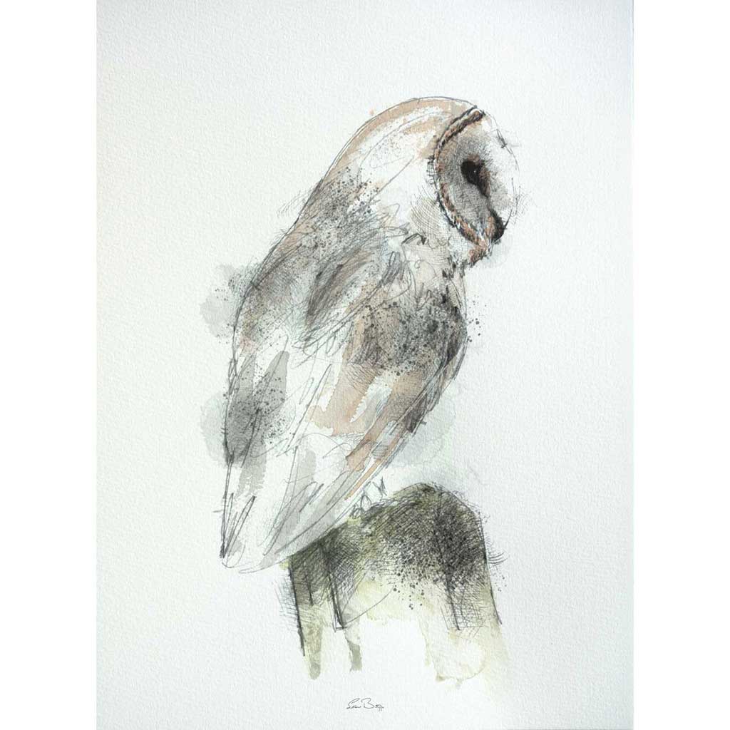 Barn owl perched