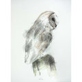 Barn owl perched