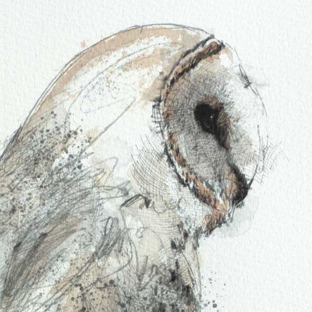 Barn owl perched