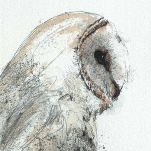 Barn owl perched