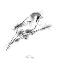Bearded tit