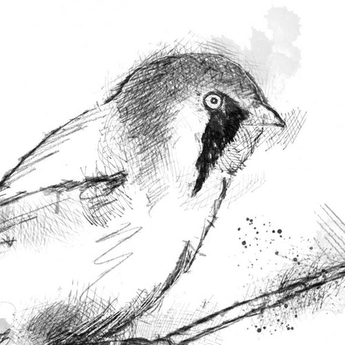 Bearded tit