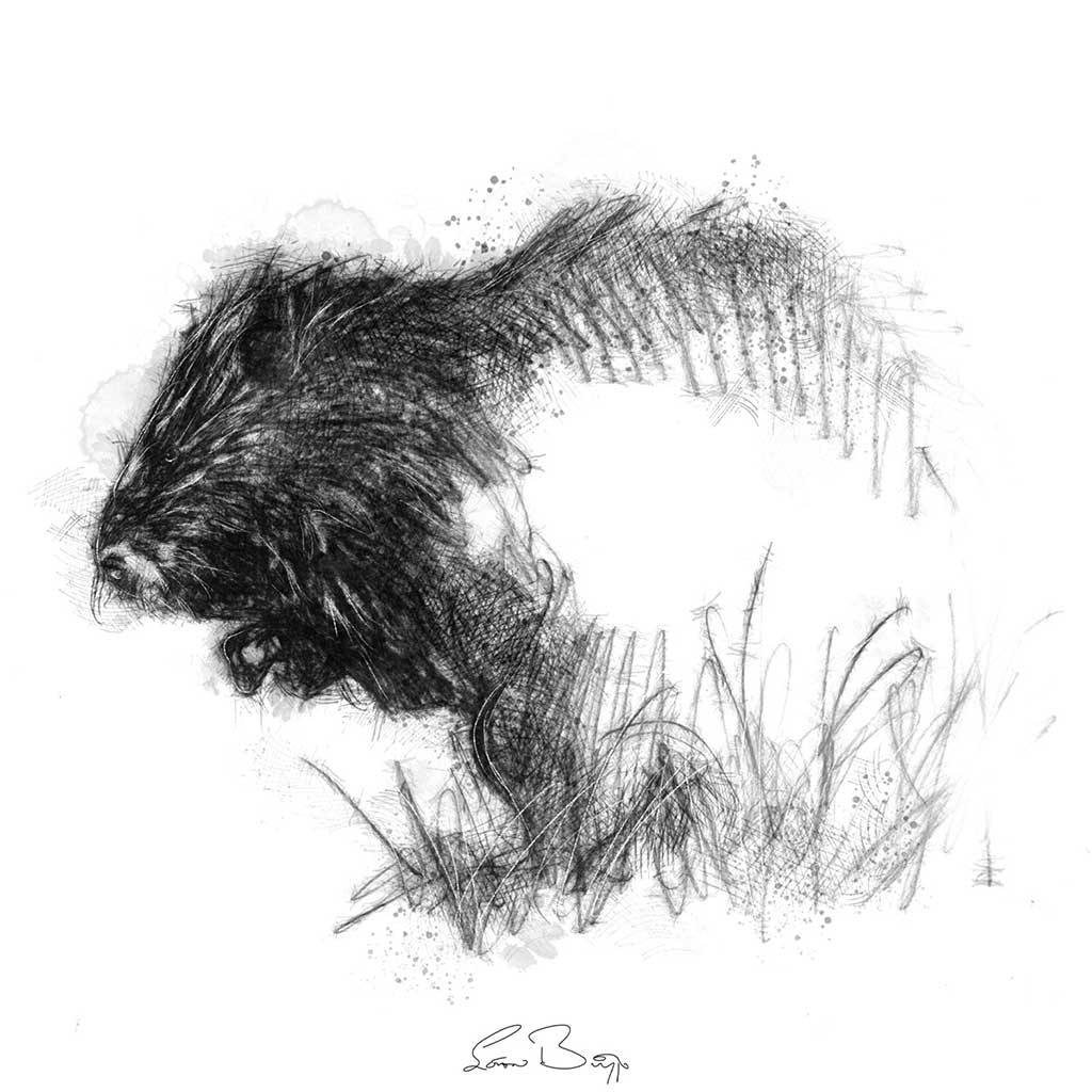 Beaver
