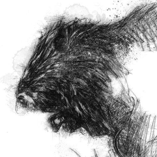 Beaver