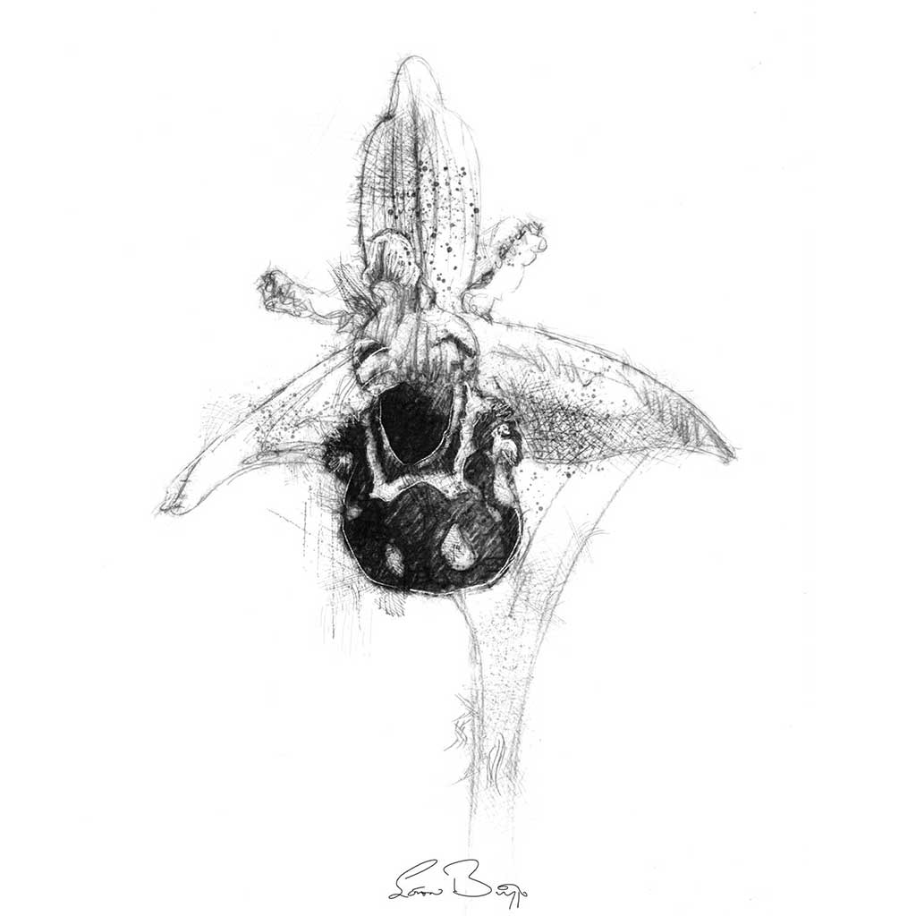 Bee Orchid