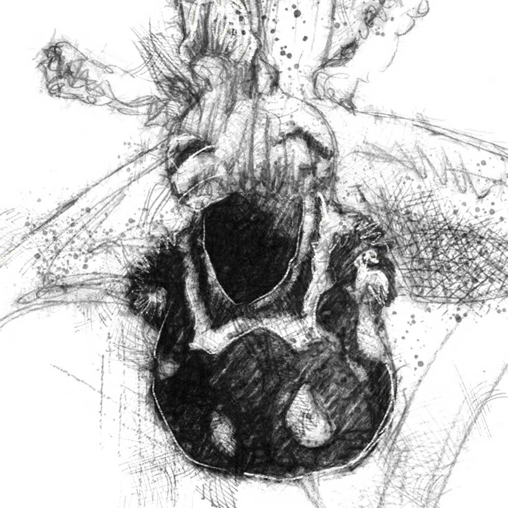 Bee Orchid