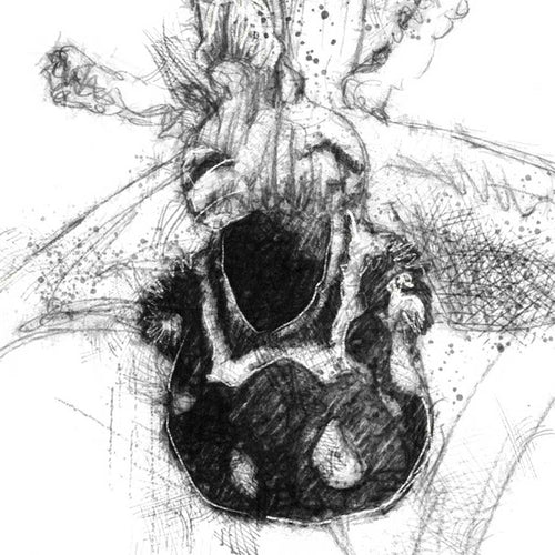 Bee Orchid
