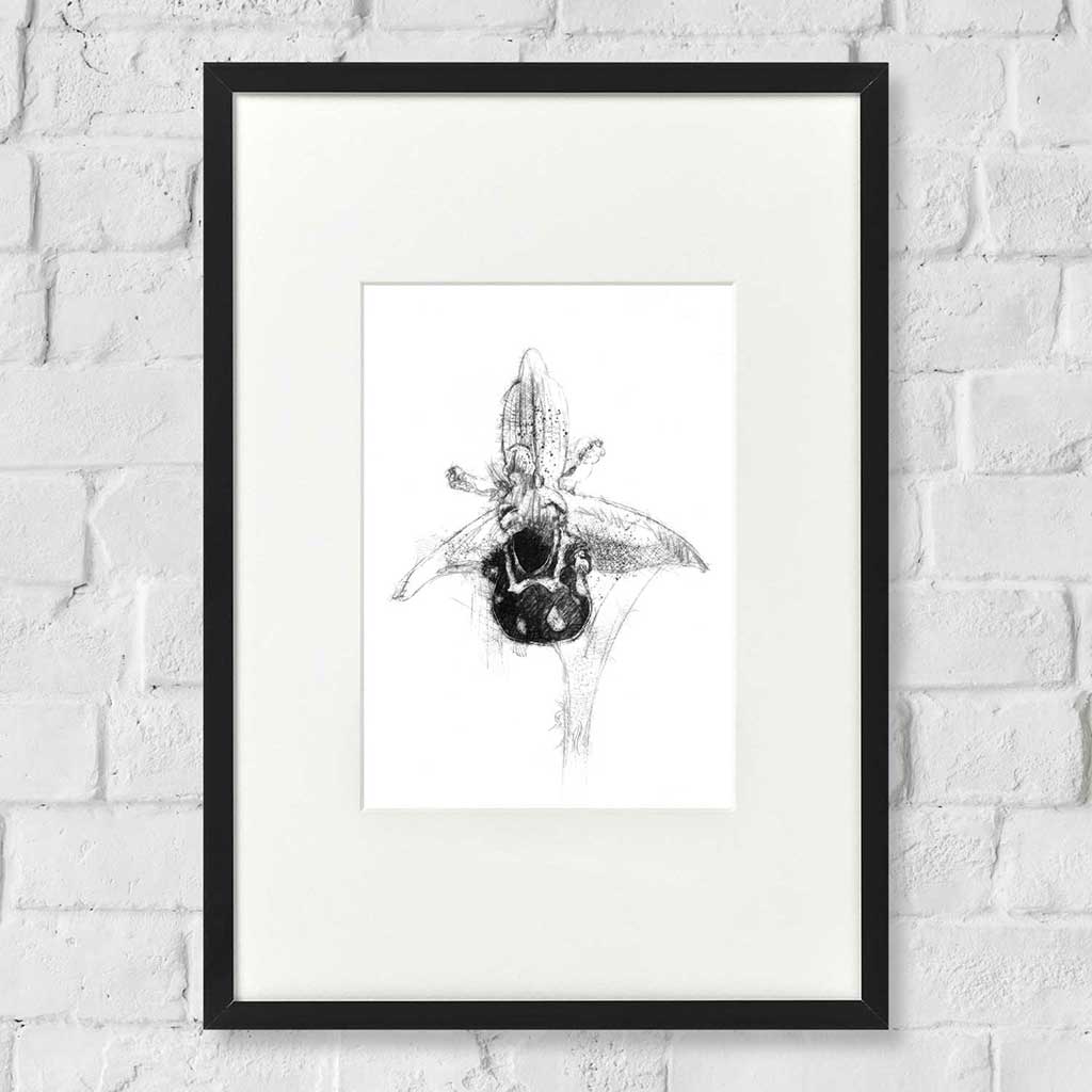 Bee Orchid