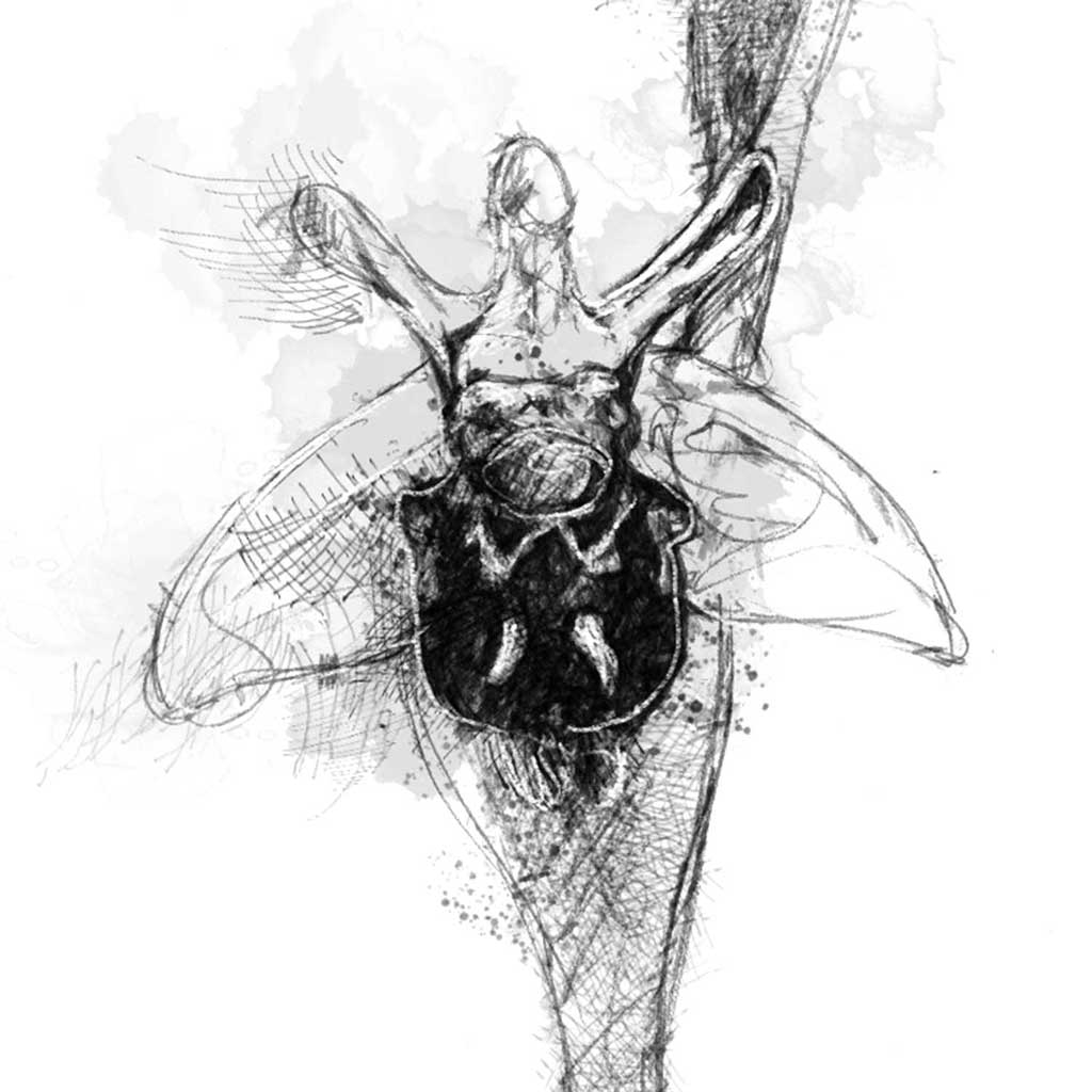 Bee orchid