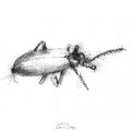 Beetle