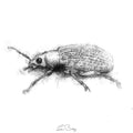 Little weevil