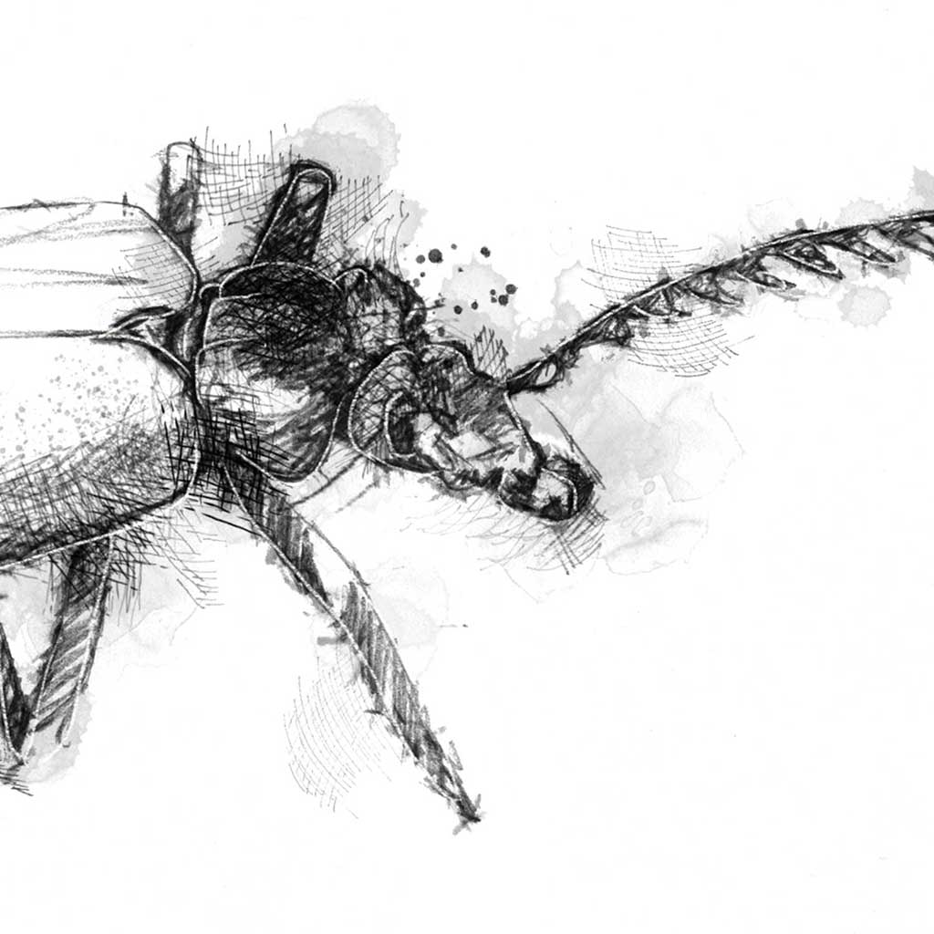 Beetle