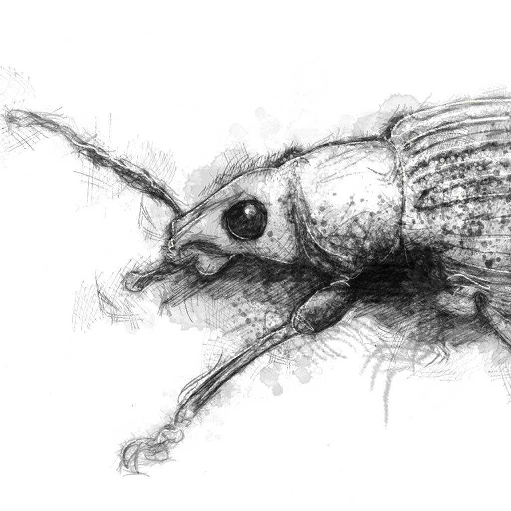 Little weevil