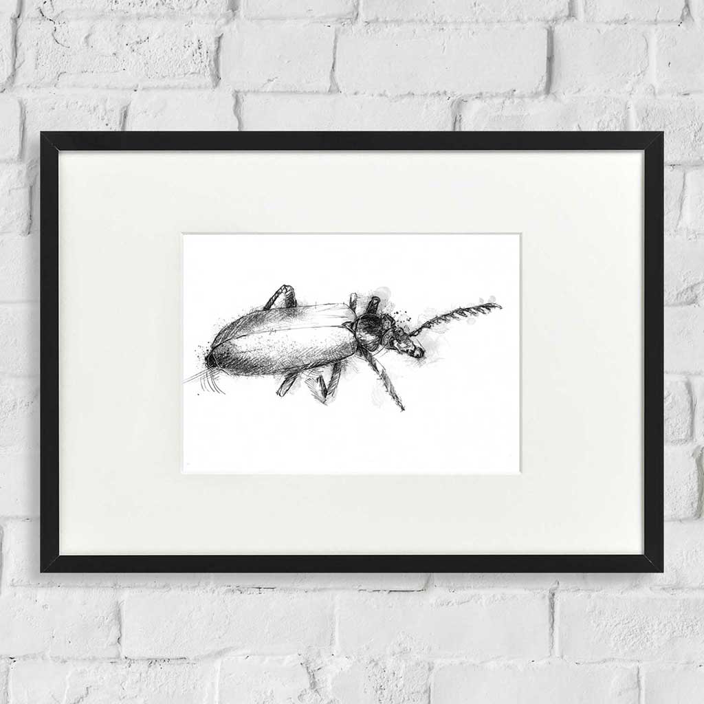 Beetle