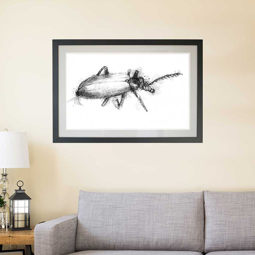 Beetle