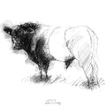Belted Galloway bull