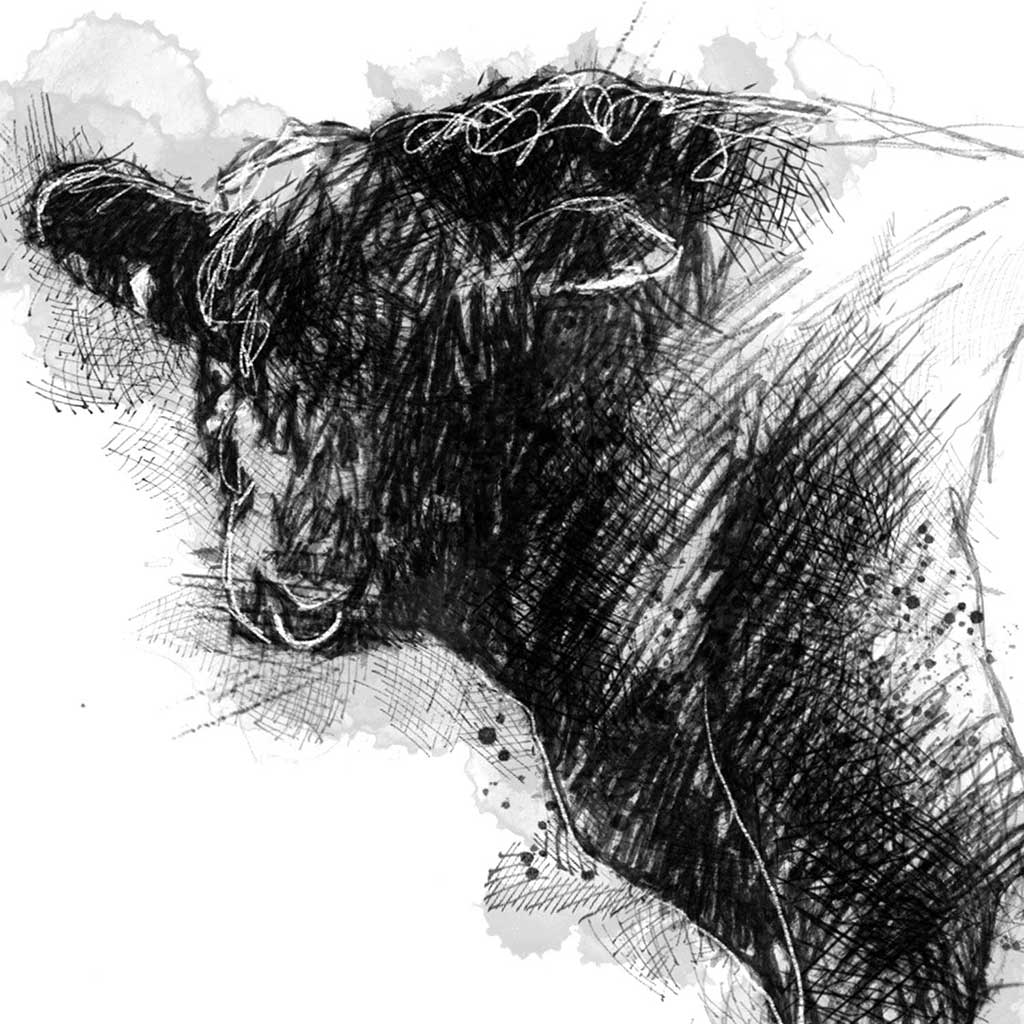 Belted Galloway bull