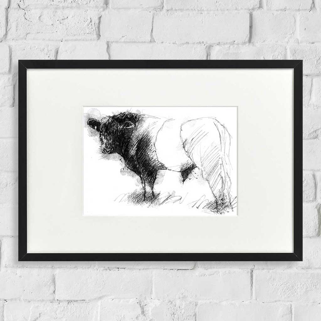 Belted Galloway bull
