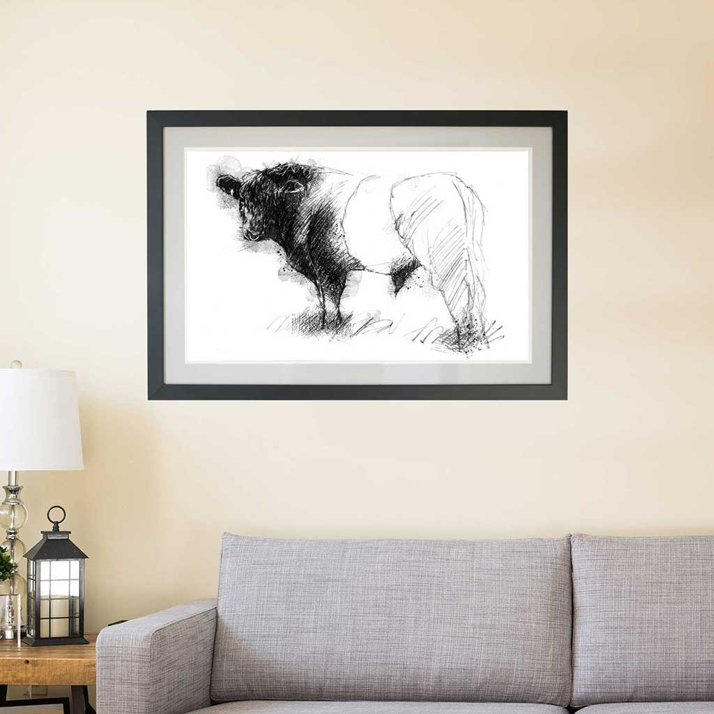 Belted Galloway bull