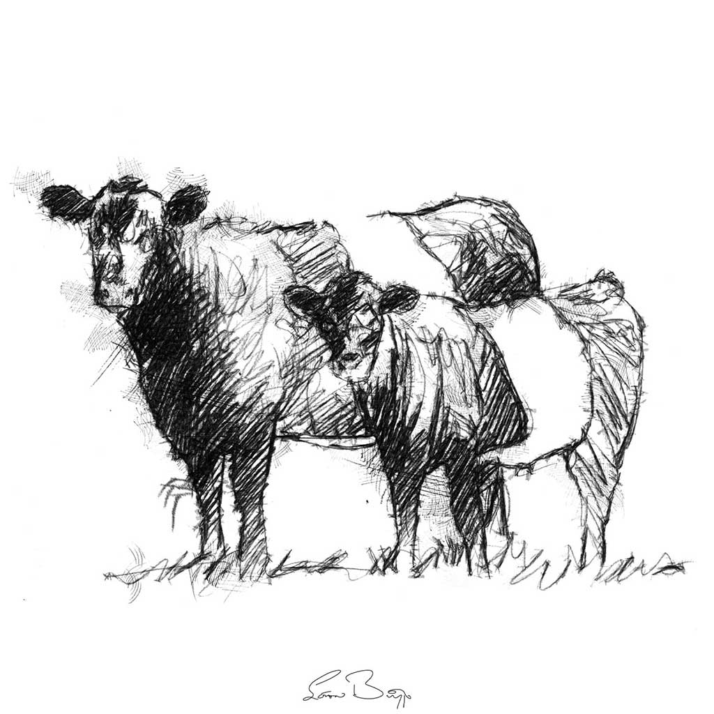 Belted Galloways