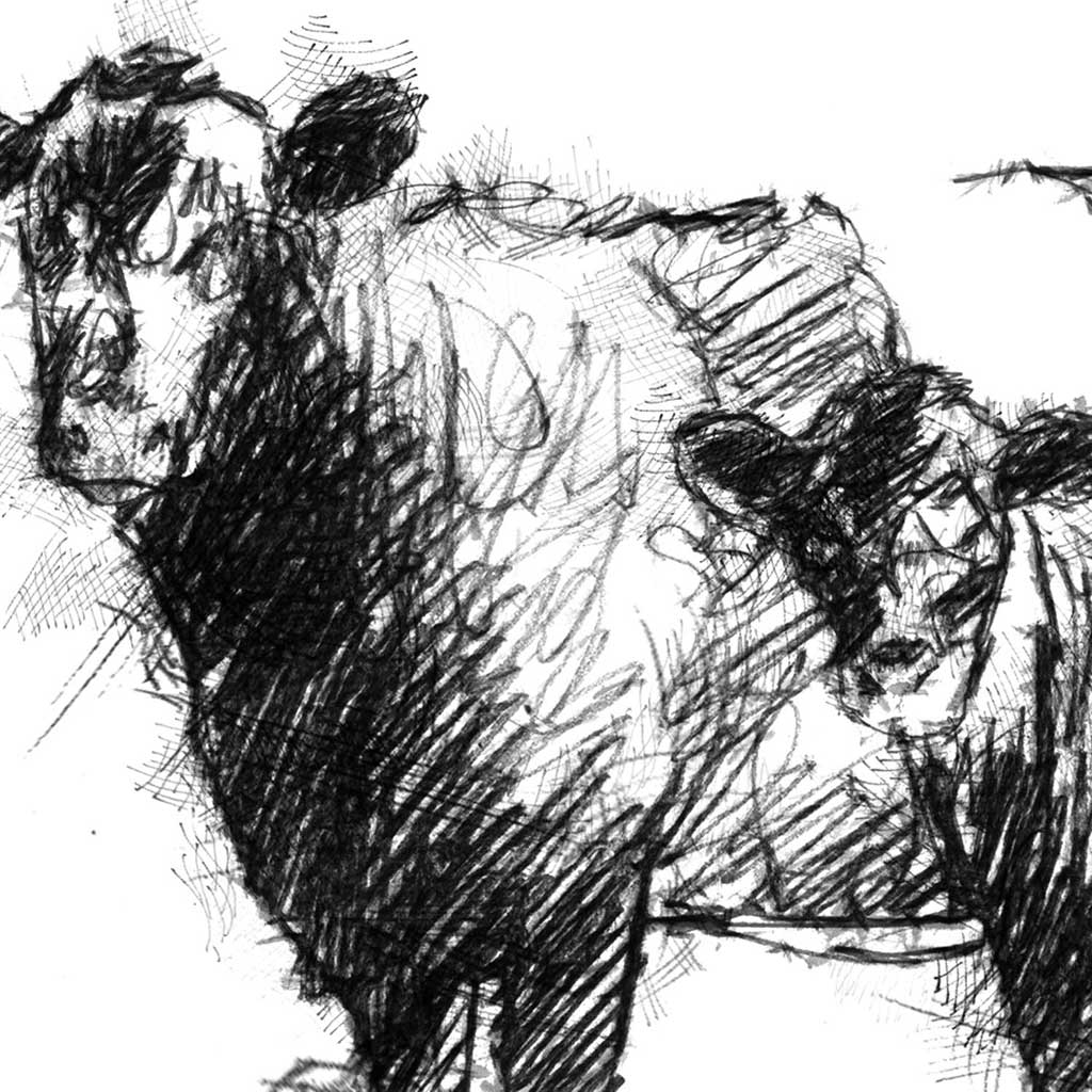 Belted Galloways