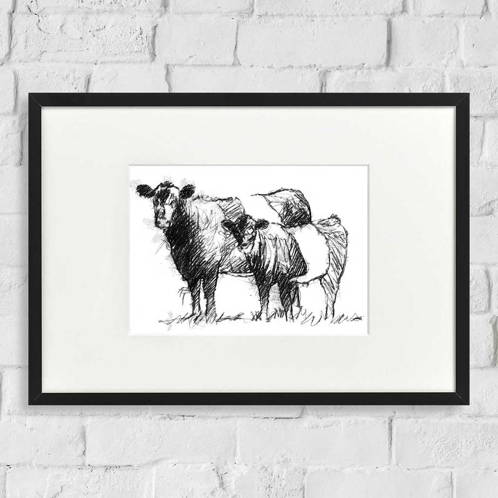 Belted Galloways